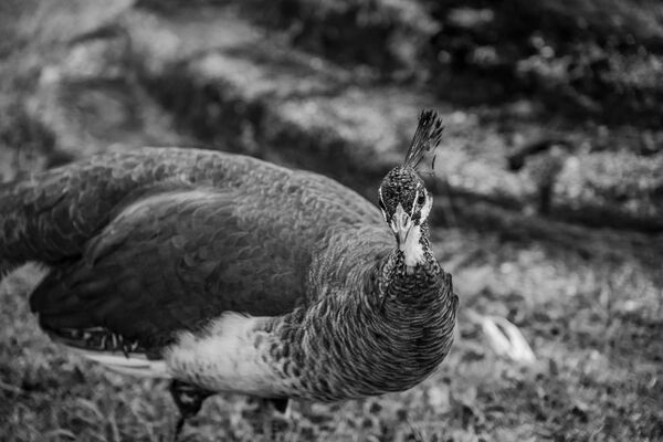 Female Peacock (Monochrome)