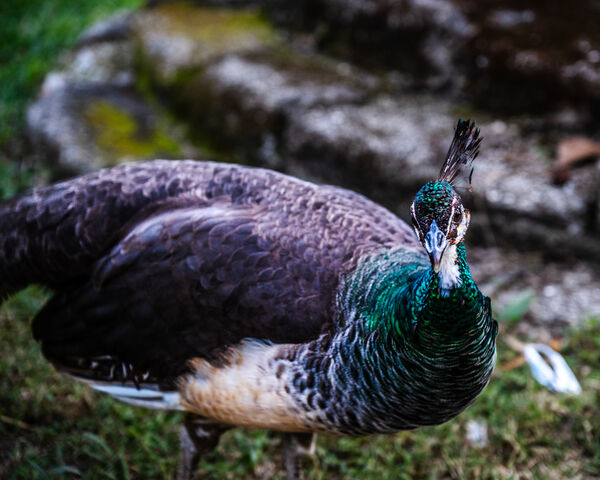 Female Peacock