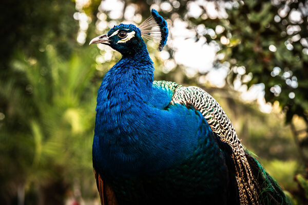 Peacock