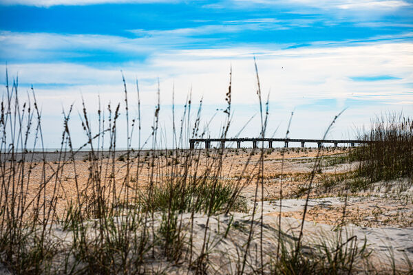Sea Oats on the Beach