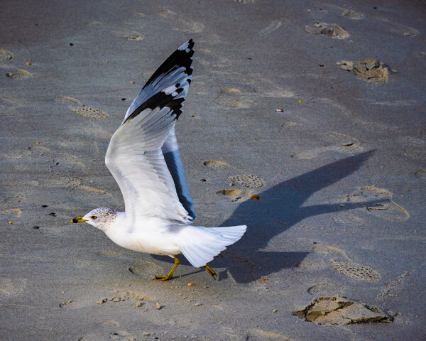 The Gull