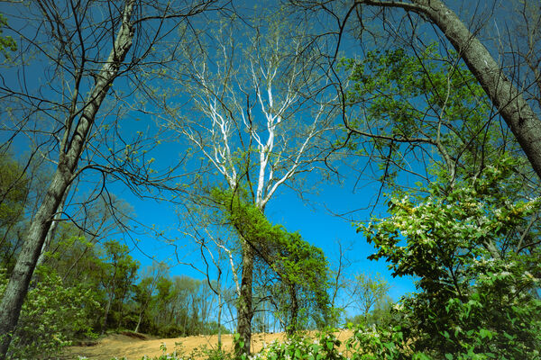 The Tangle II