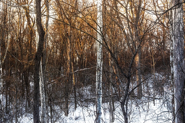 The Trees of Winter