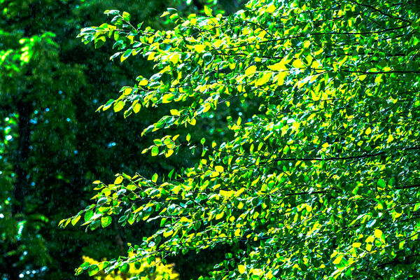 The Yellow-Green, the Gentle Rain